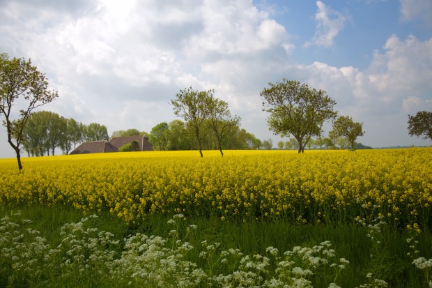 Koolzaadveld bij Kantens