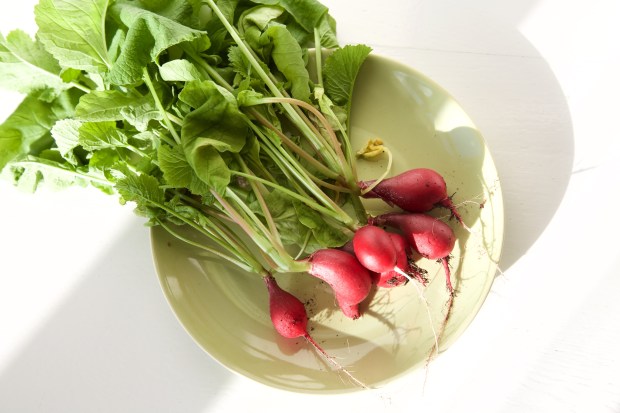 eigen oogst radijsjes