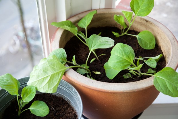 aubergine planten