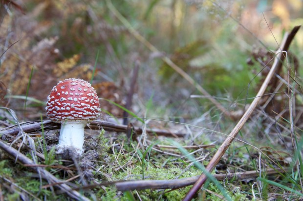 paddestoel (deze kun je niet eten!)