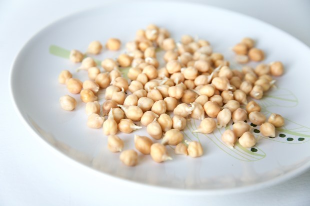 gekiemde kikkererwten